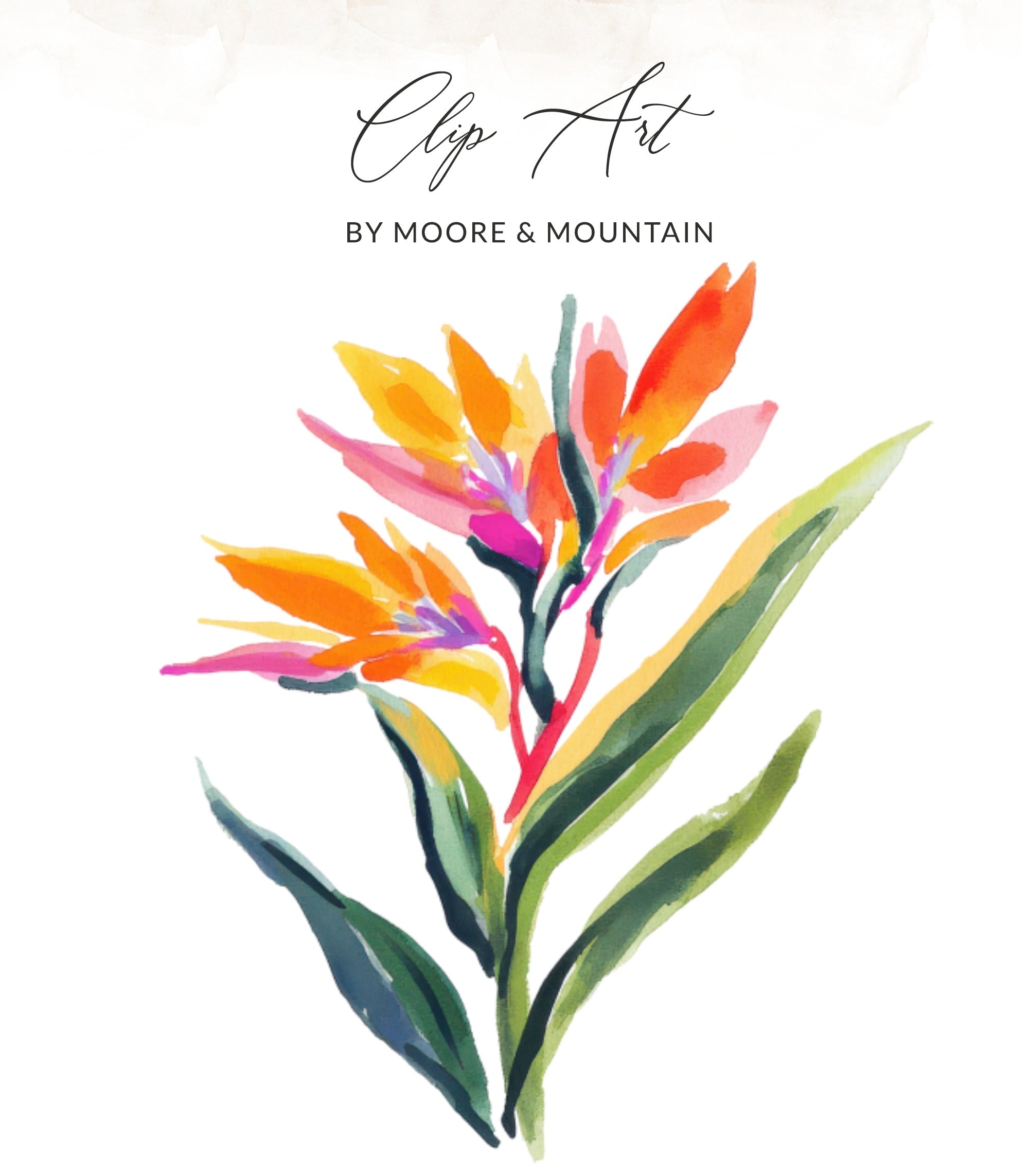 Painterly Bird of Paradise Flower SVG PNG, Tropical Floral Digital Art Print, Exotic Botanical Illustration, Instant Download